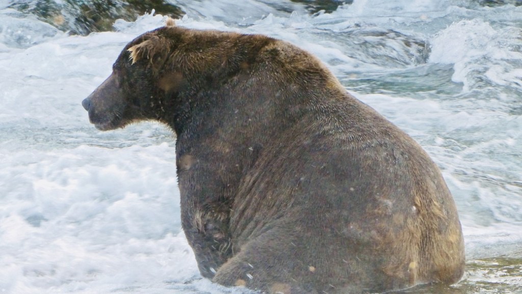 Large brown bear seated in shallow water.