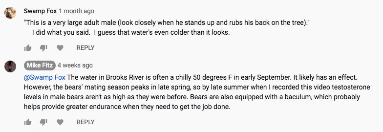 Screen shot of two comments from a youtube video. Text says: 

Swamp Fox1 month ago
"This is a very large adult male (look closely when he stands up and rubs his back on the tree)." I did what you said. I guess that water's even colder than it looks.

Mike Fitz
4 weeks ago
@Swamp Fox The water in Brooks River is often a chilly 50 degrees F in early September. It likely has an effect. However, the bears' mating season peaks in late spring, so by late summer when I recorded this video testosterone levels in male bears aren't as high as they were before. Bears are also equipped with a baculum, which probably helps provide greater endurance when they need to get the job done.