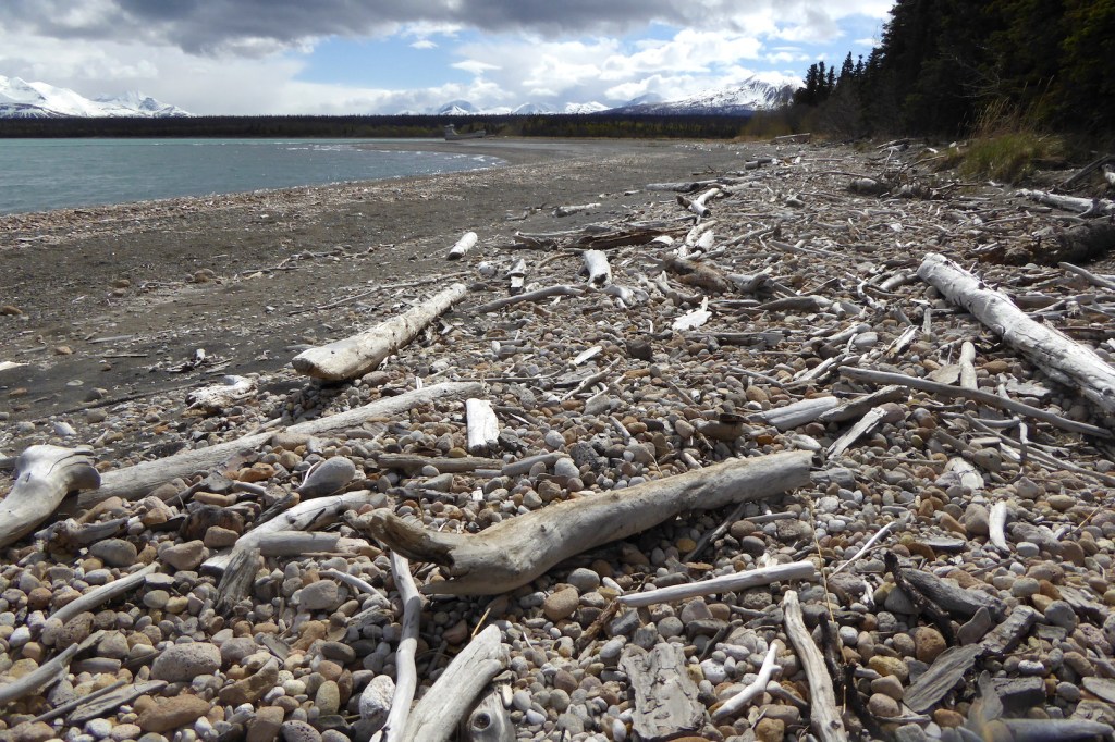 pumice and driftwood covered beach. Lakeshore is at left. Trees and grass at right. Snow covered mountains on far horizon.