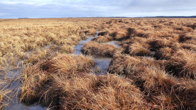close up view of wet sedge tundra. sedge grows in multiple tussocks