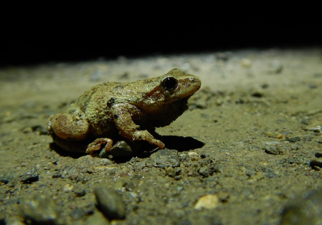 close up look of gray tree frog. photo is taken at eye level with frog.