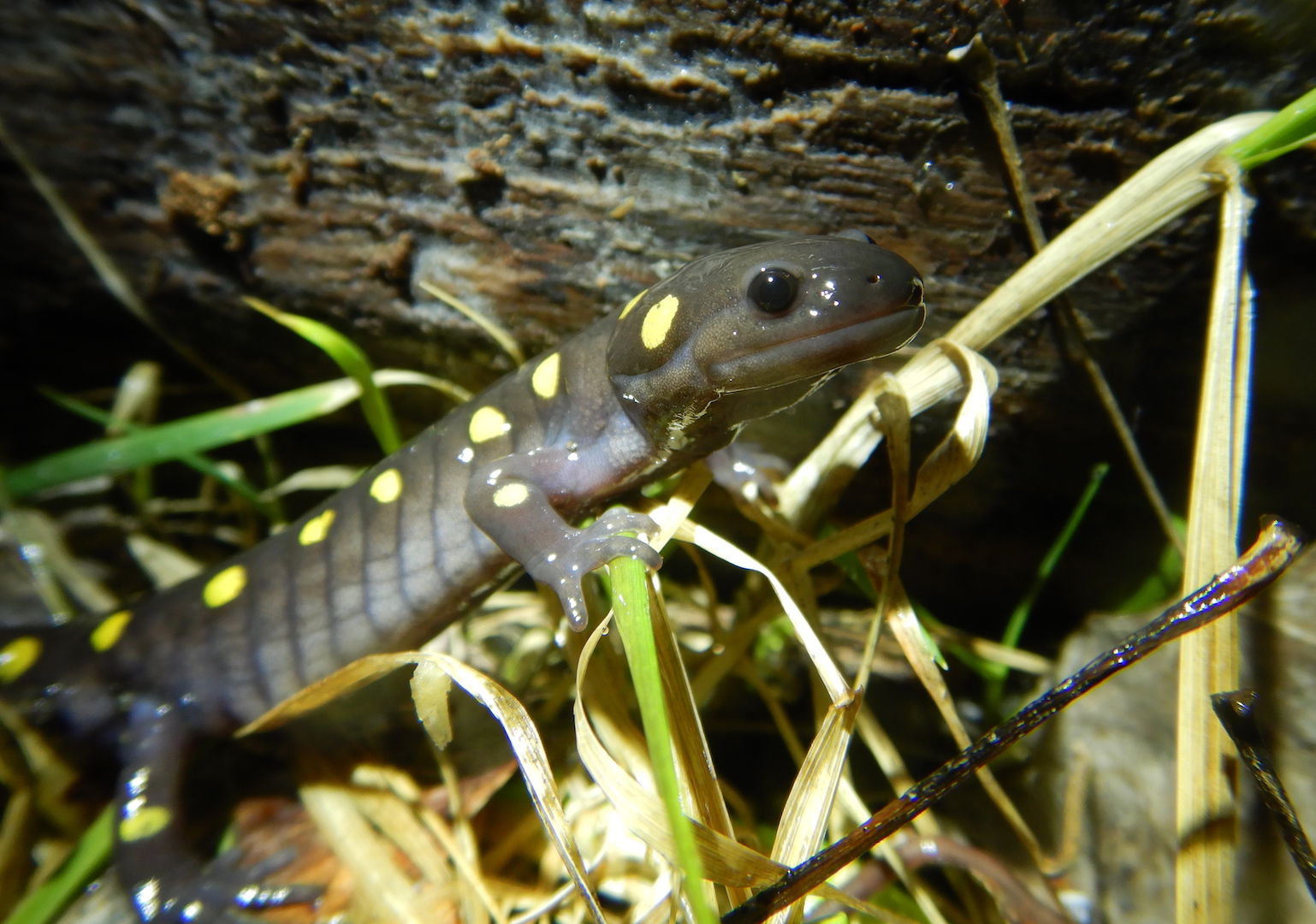 close up view of spotted salamander crawling through grass. photo taken at eye level with salamander.