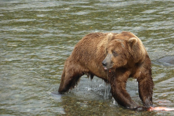 A large brown bear stands in shallow water. He looks toward the left side of the photo. A partly eaten salmon rests in the water at his front paws.