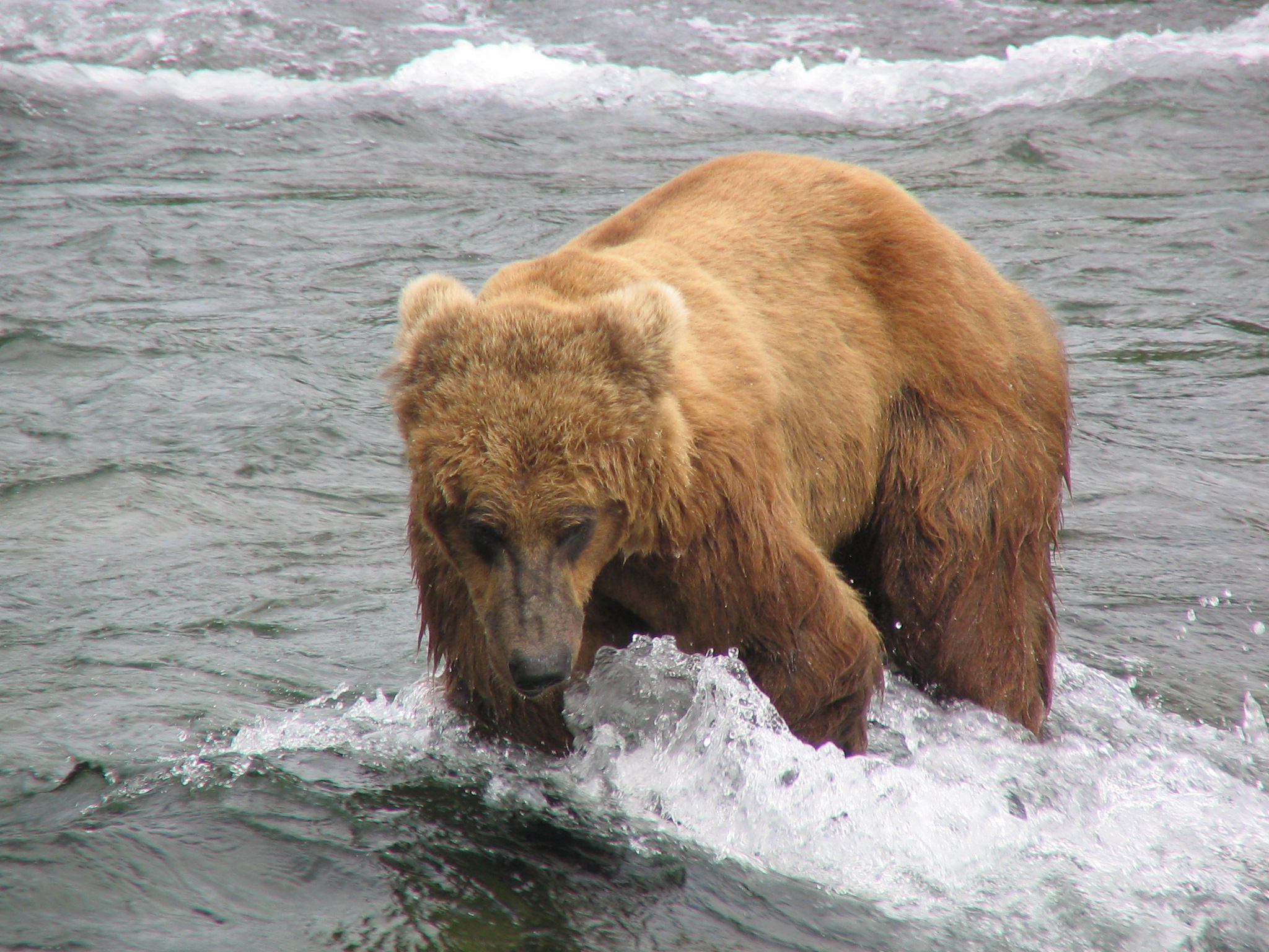 photo of bear standing in flowing water. Bear is walking toward