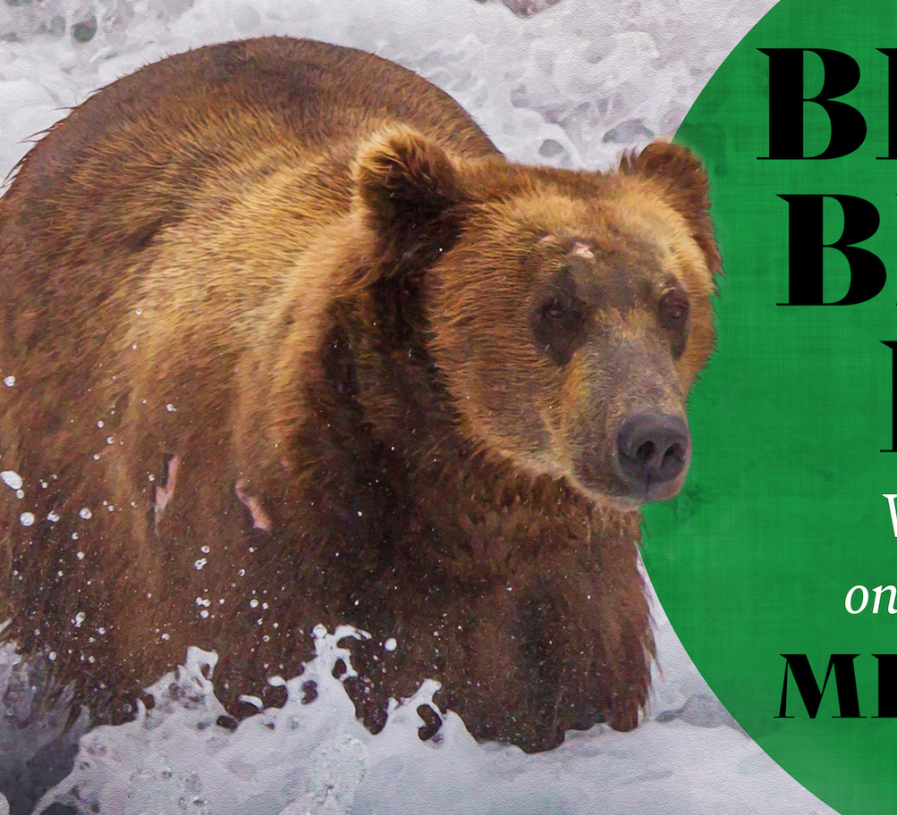 Screen shot of section of book cover. Bear stands in foamy water facing the camera.