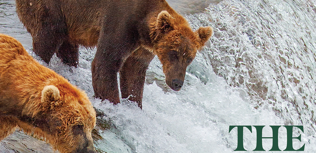 Screen shot of section of book cover. Bear stands on edge of waterfall at upper left.
