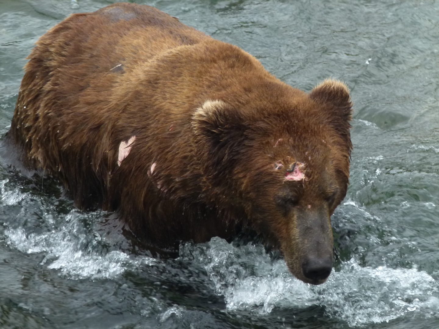 brown bear walking through belly deep water. Bear has wounds on forehead and right shoulder.
