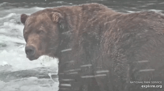 GIF of large brown bear looking intensely in direction of camera