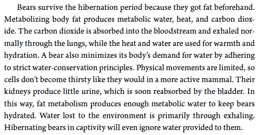 screen capture of text that reads, "Bears survive the hibernation period because they got fat beforehand. Metabolizing body fat produces metabolic water, heat, and carbon dioxide. The carbon dioxide is absorbed into the bloodstream and exhaled normally through the lungs, while the heat and water are used for warmth and hydration. A bear also minimizes its body’s demand for water by adhering to strict water- conservation principles. Physical movements are limited, so cells don’t become thirsty like they would in a more active mammal. Their kidneys produce little urine, which is soon reabsorbed by the bladder. In this way, fat metabolism produces enough metabolic water to keep bears hydrated. Water lost to the environment is primarily through exhaling. Hibernating bears in captivity will even ignore water provided to them."