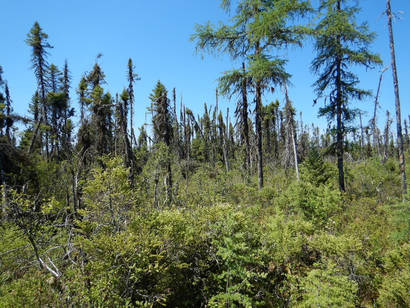 open forest with tall conifers and thick, low shrubs in understory
