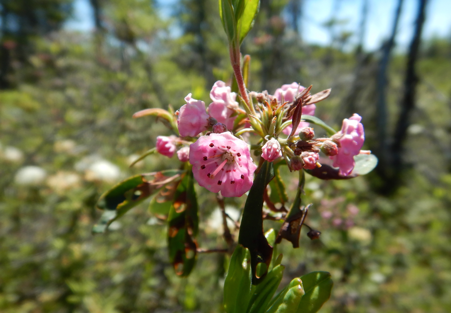 flowers of sheep laurel. Pink flowers are clustered at a node in the stem.