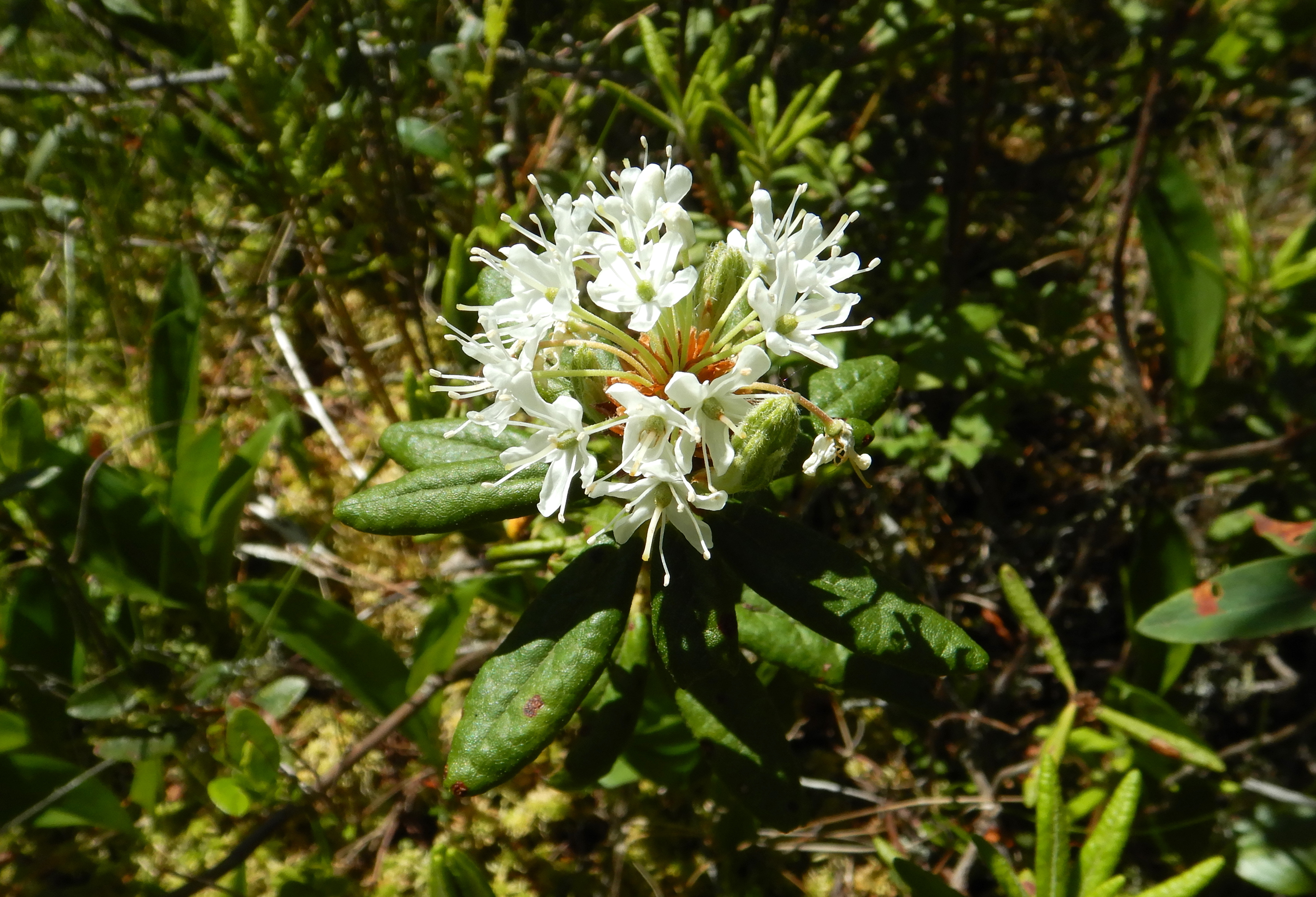 flowers of Labrador tea. Flowers are white and clustered at the top of the stem.