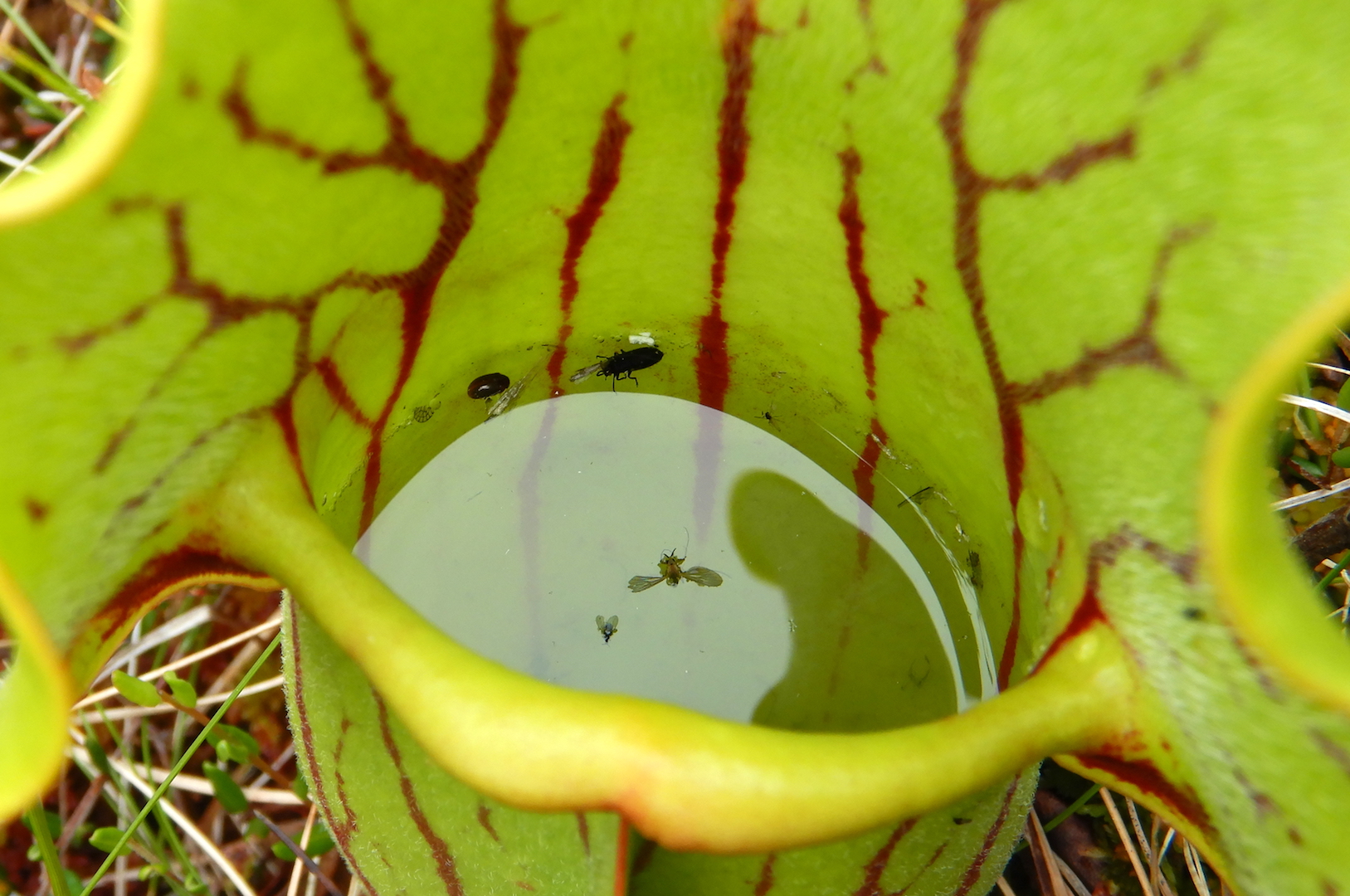 close up view of basin of water in pitcher plant. Several insects float on the surface of the water.