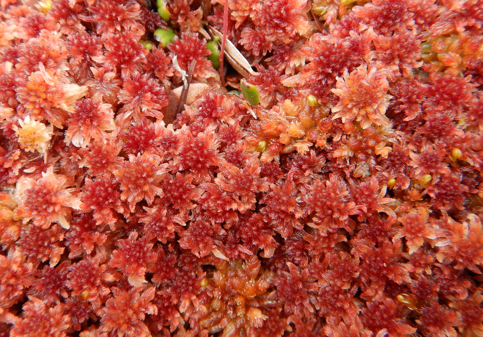 close up view of deep red sphagnum moss