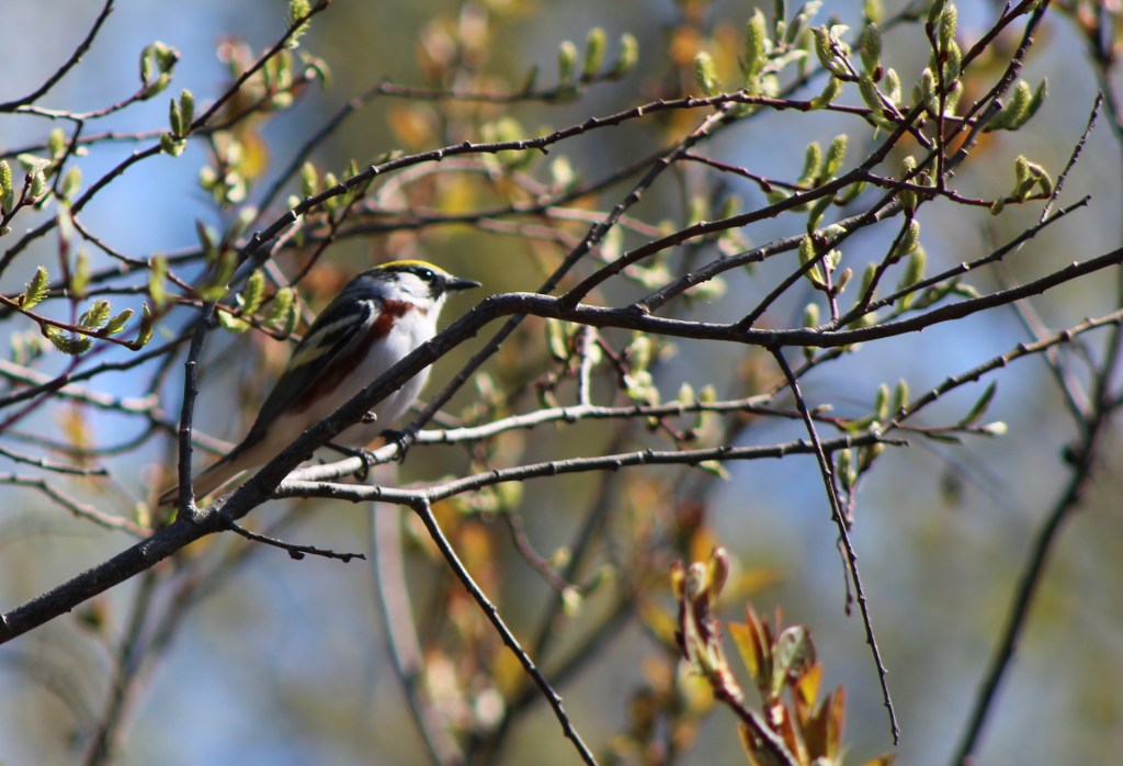 A chestnut-sided warbler--a small perching bird with a yellow cap, whitish breast, and chestnut colored flanks under the wing--stands on a willow twig.
