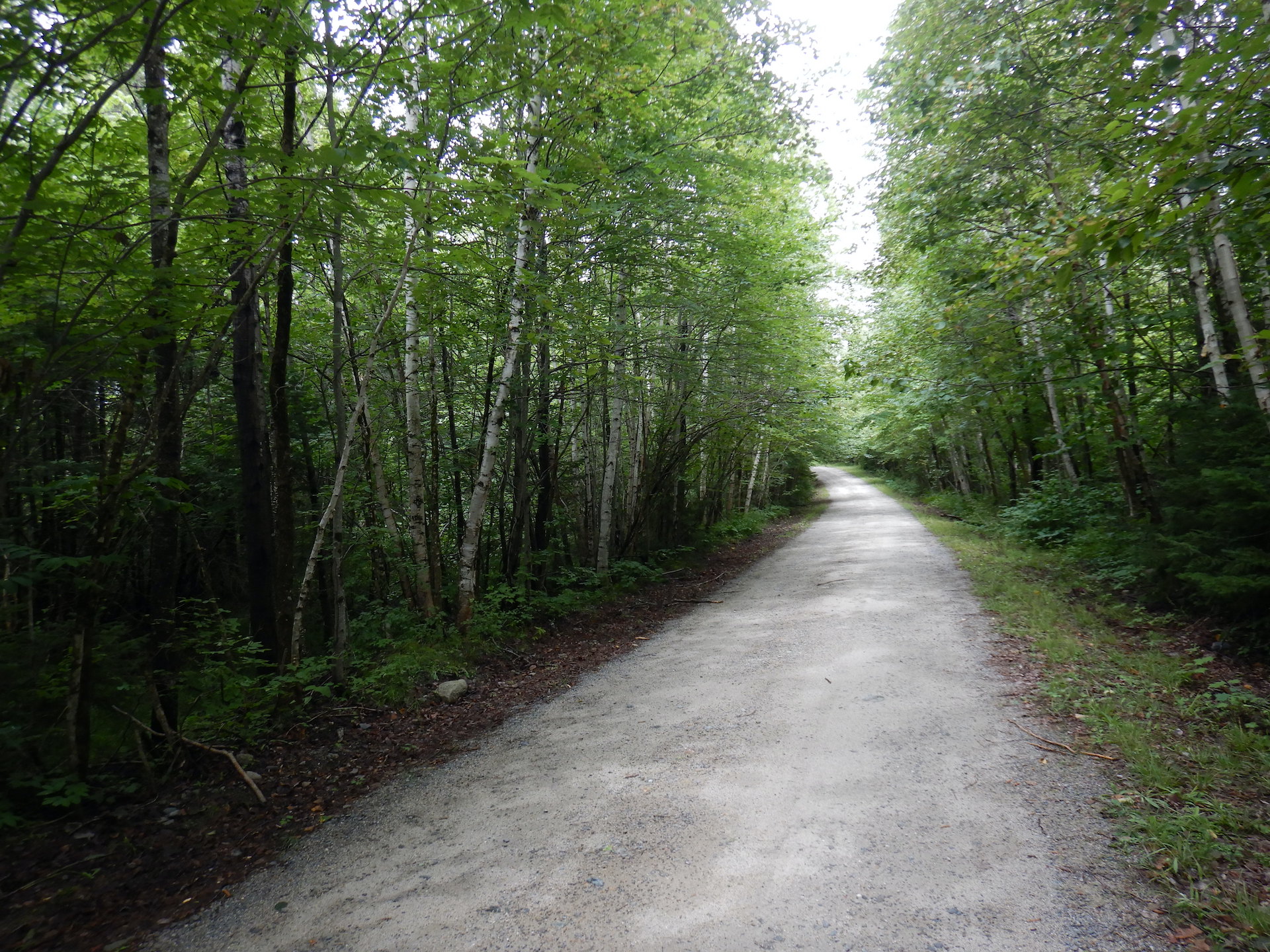 Gravel road surrounded by white-barked birch and other trees.