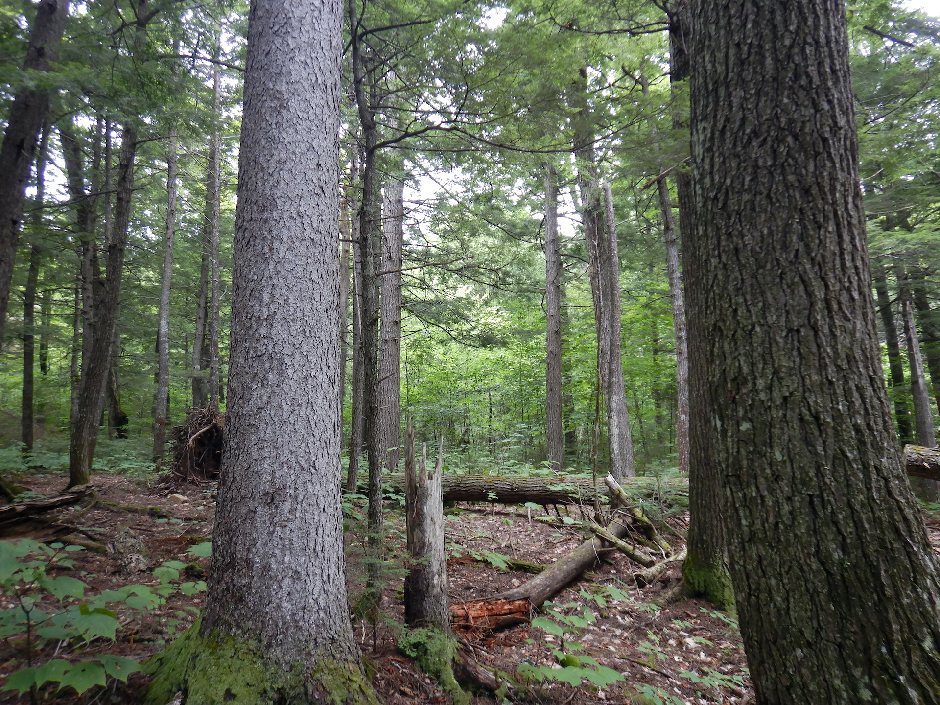boles of two trees, a large hemlock at right and a large spruce at left, fill the foreground of a photo of a grove of large trees