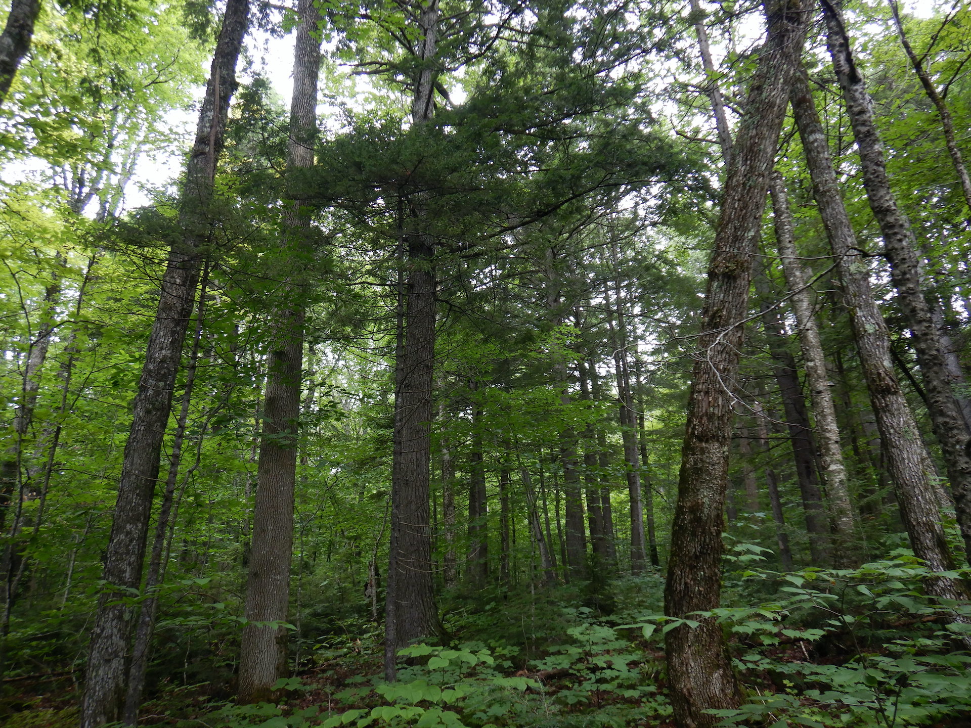 tall trees in a maturing forest, primarily hemlock, maple, and ash.