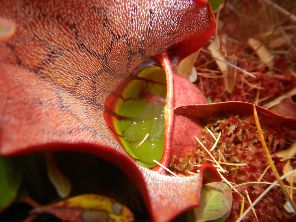 A dragonfly floating in a pitcher plant's bowl of water.