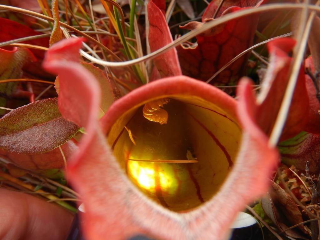 An insect larva floating in a pitcher plant's bowl of water.