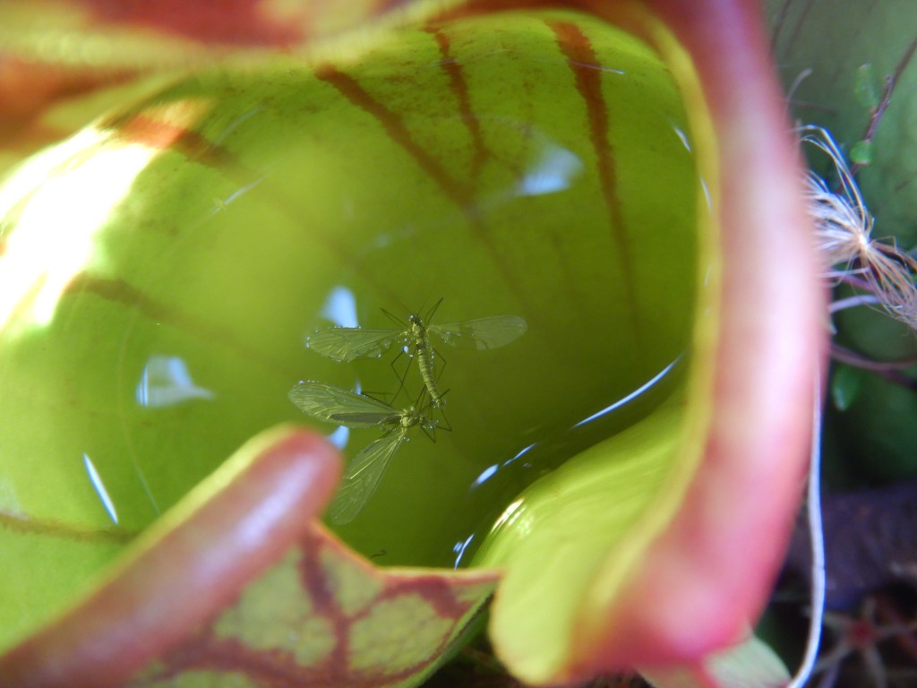Two thin-bodied flies in a pitcher plant's bowl of water.