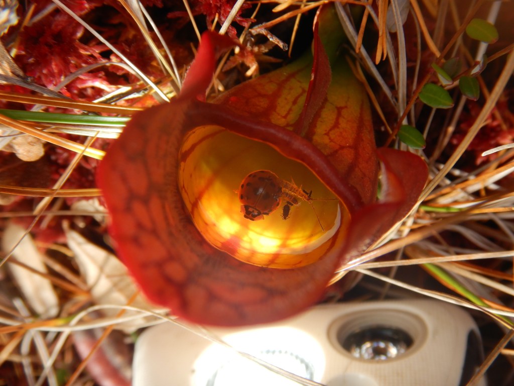 a single lady bug and another insect floating in a pitcher plant's bowl of water.