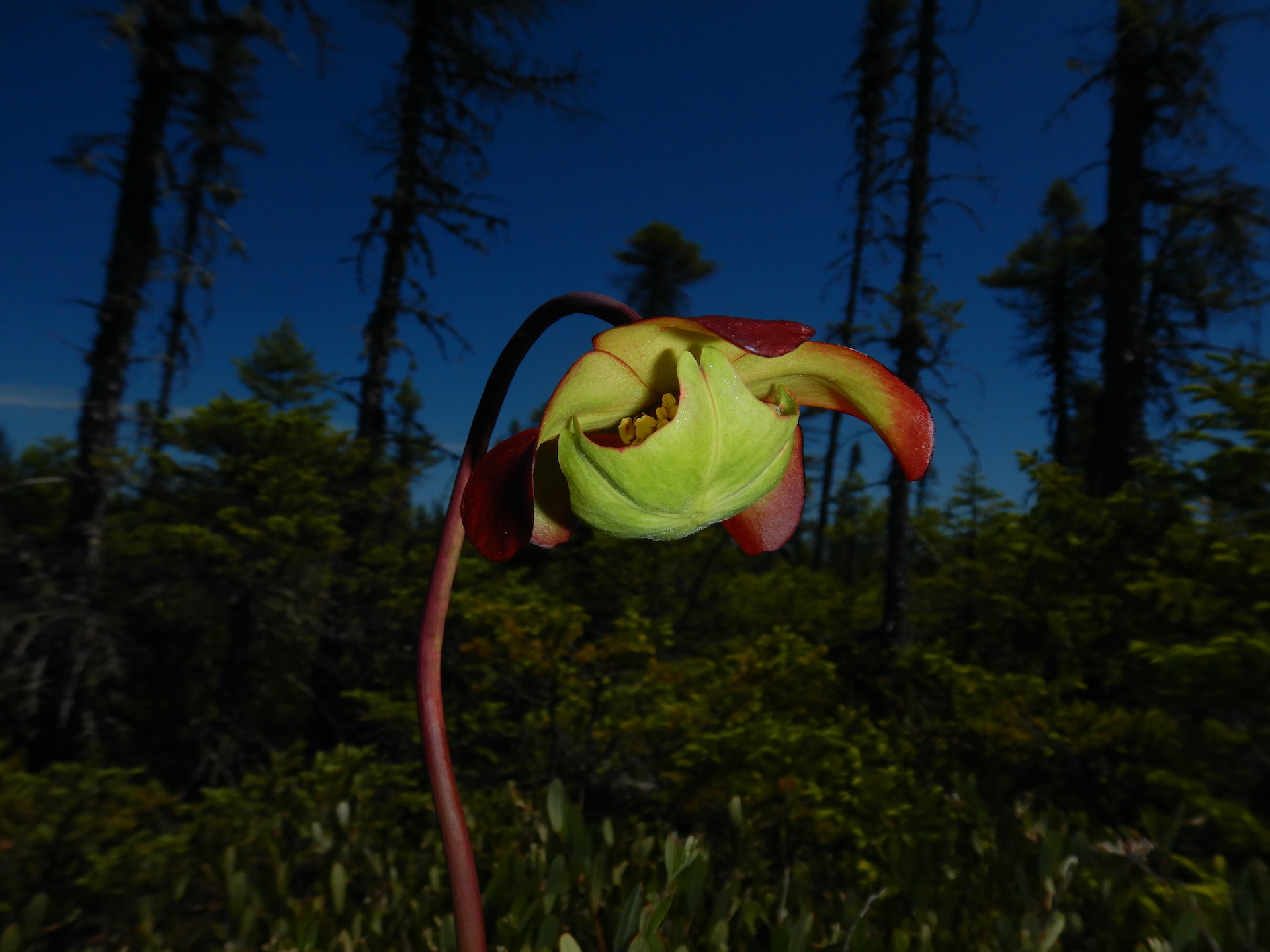 Pitcher plant flower. Petals are fleshy. Flower is radially symmetrical.
