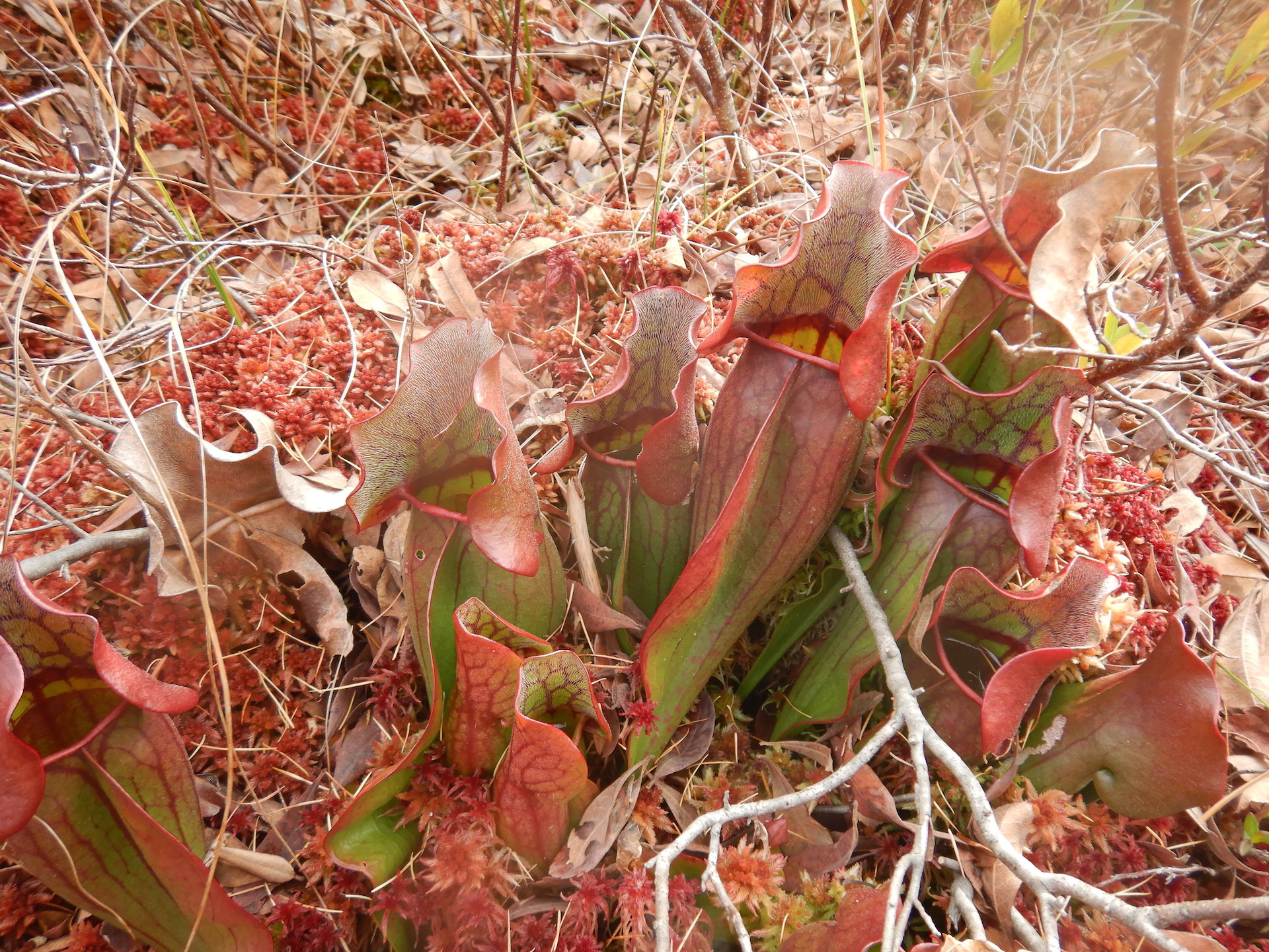 Several pitcher plants growing out of reddish-colored sphagnum moss.