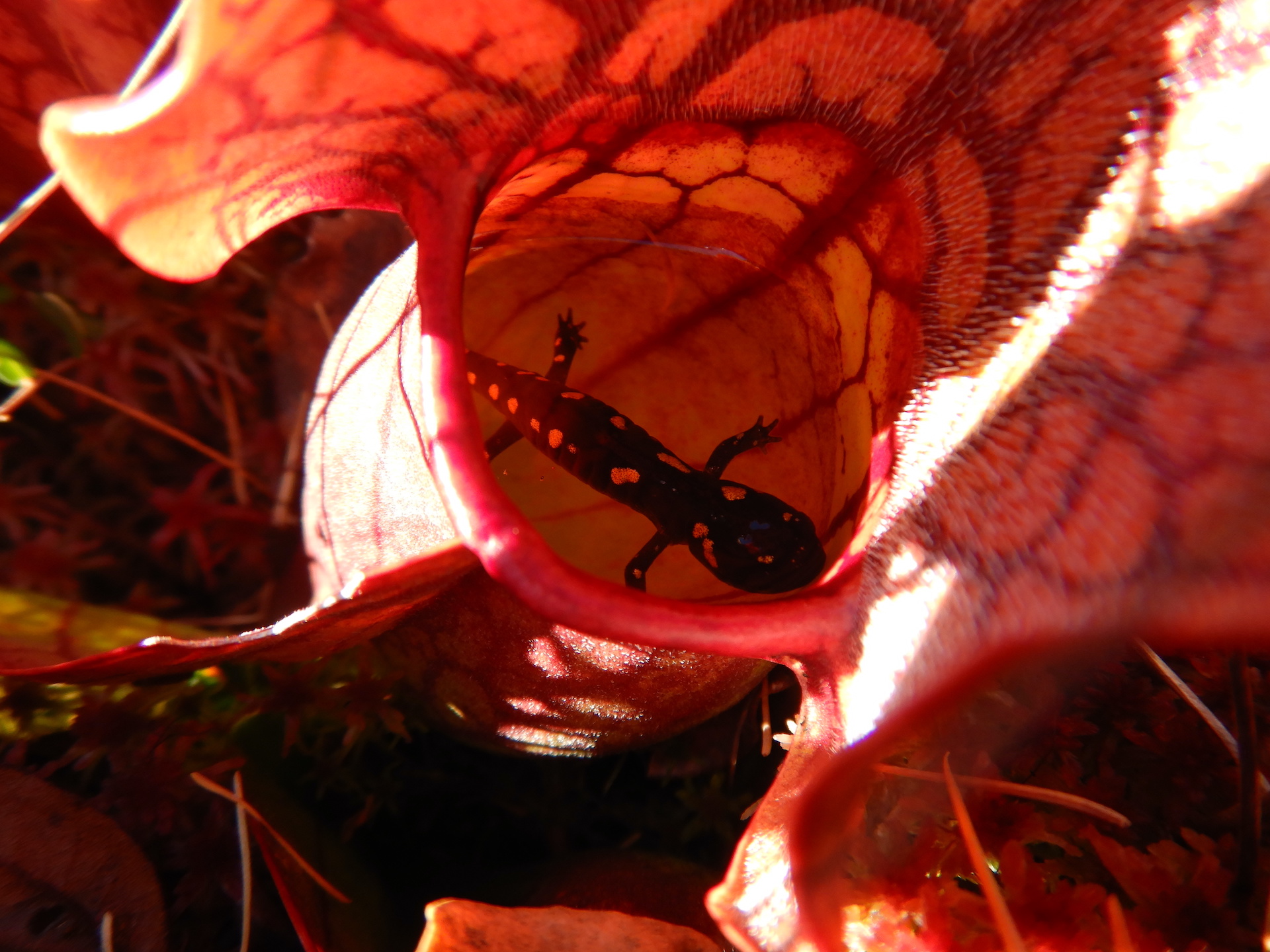 Spotted salamander floating in a pitcher plant's bowl.