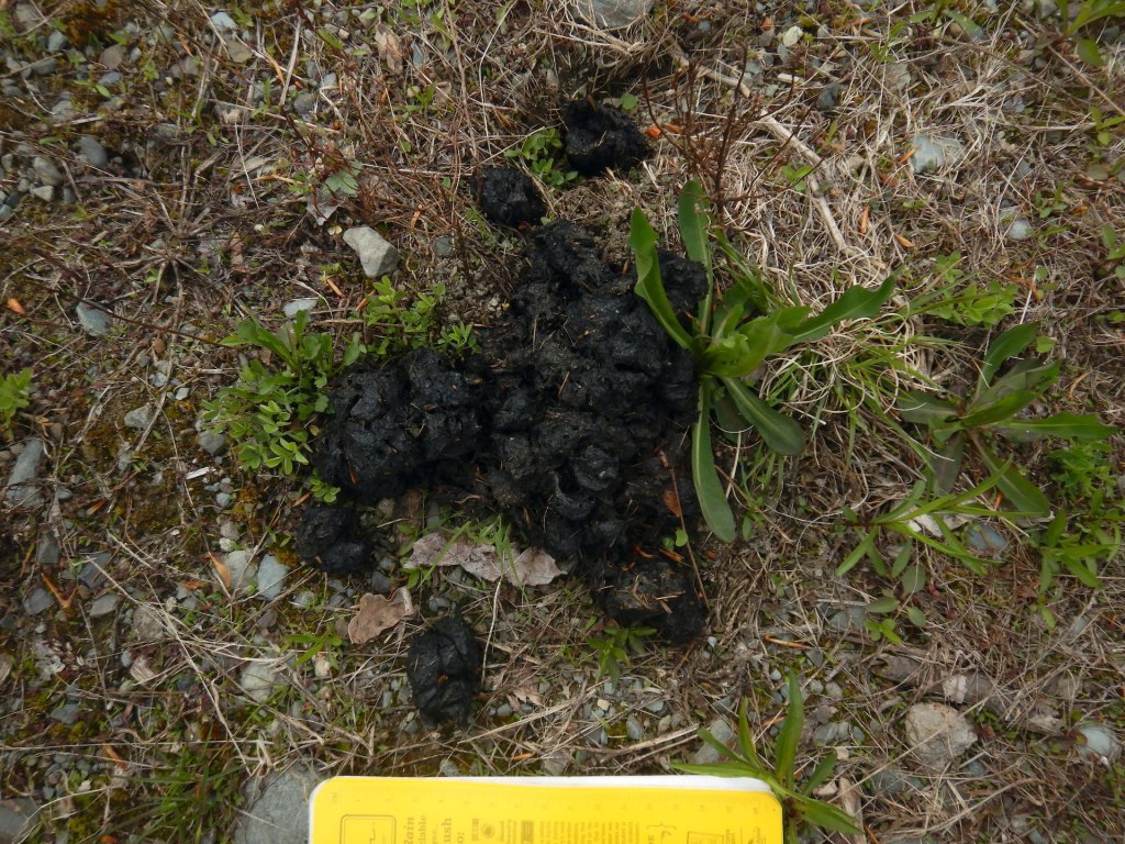 A pile of dark colored, almost black, bear scat on gravel and with some small green plants. The yellow notebook at the bottom of the photo is approx. 18 cm wide. The bear scat is clumped and about 20 cm long and 20 cm wide.