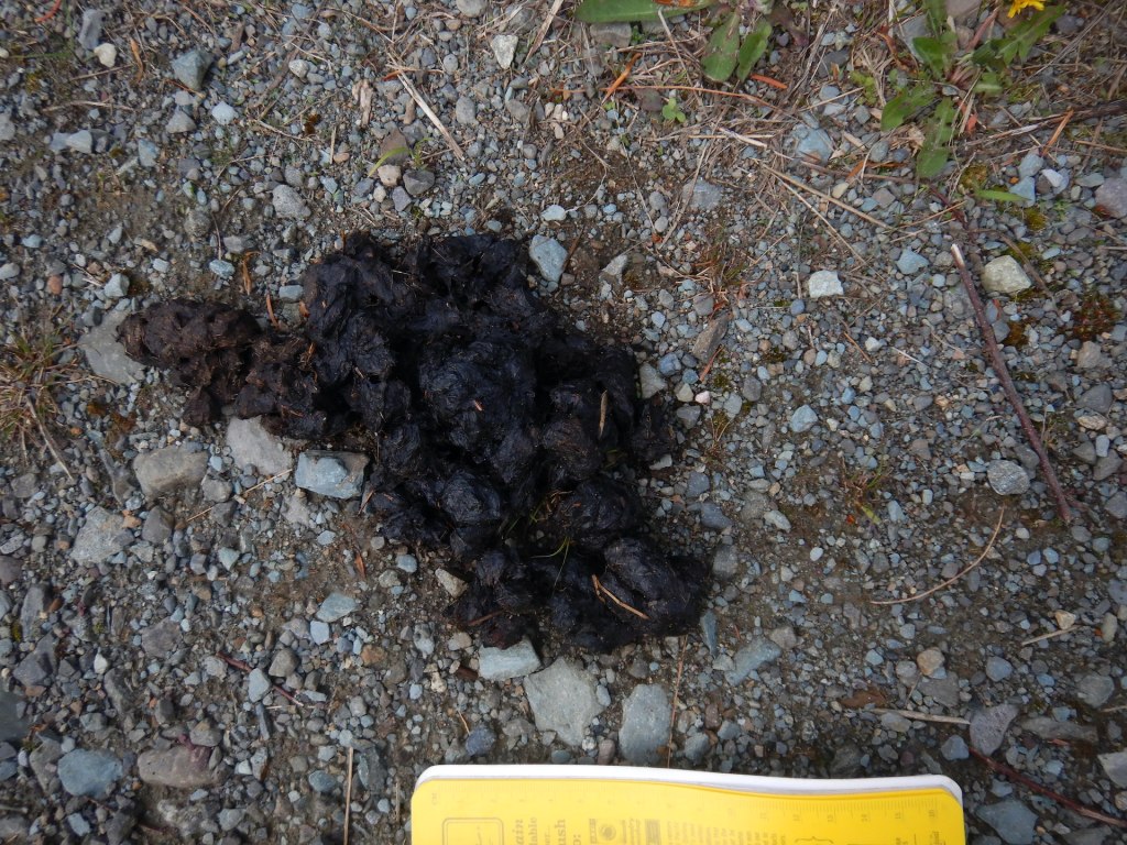 An pile of dark colored, almost black, bear scat on gravel. The yellow notebook at the bottom of the photo is approx. 18 cm wide. The bear scat is about amorphous yet clumped and about 18 cm long.