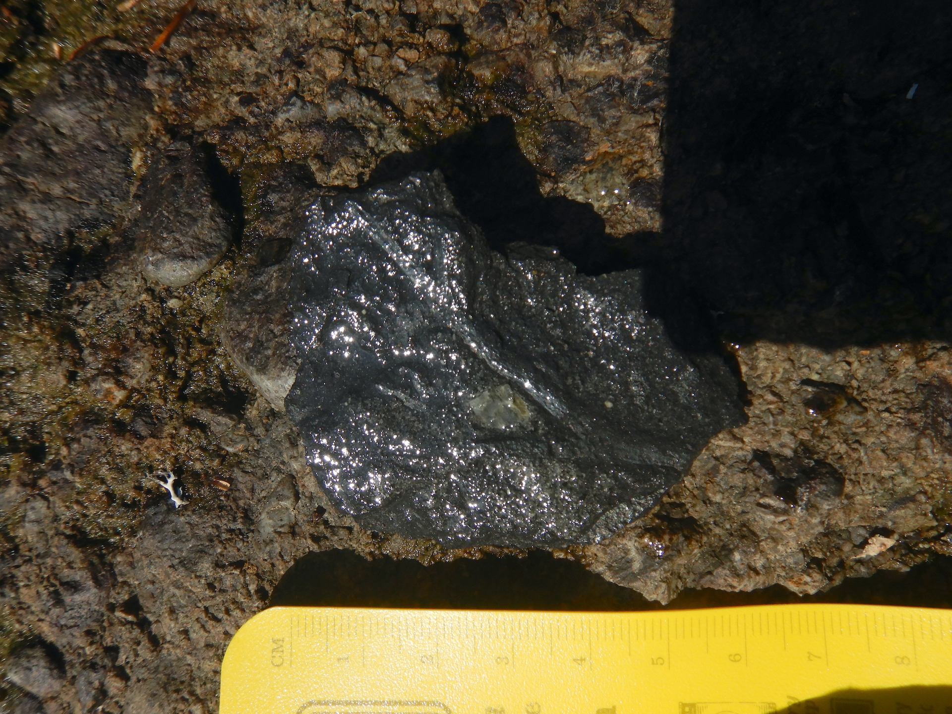 A rock containing a branched fossil stem of a plant. The rock with the fossil is wet and sits on a rusty colored dry rock. The scale at bottom measures about 10