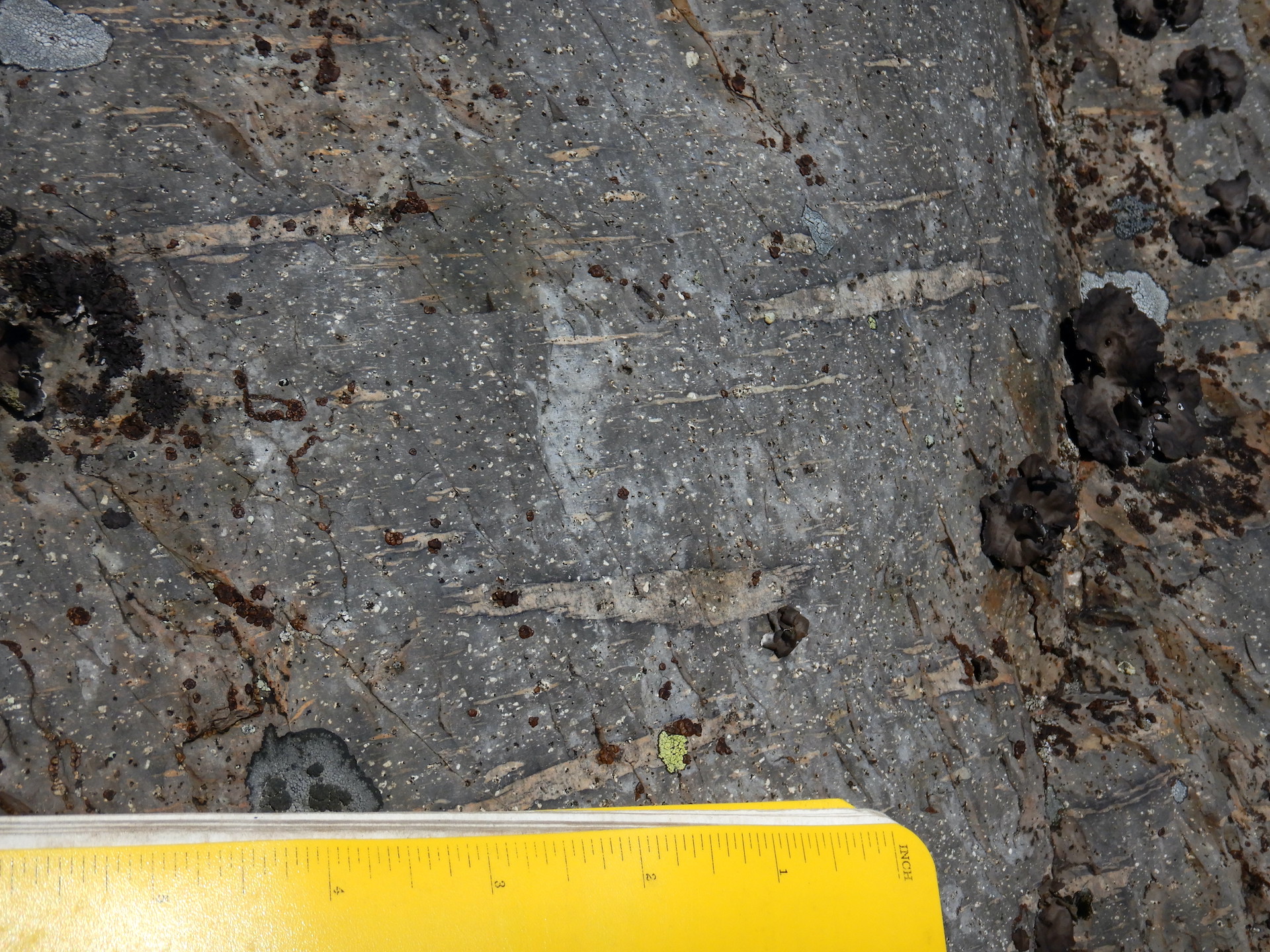 Close up photo of rock. The rock is gray and includes light gray inclusions of flattened pumice. The scale at bottom measures about 6 inches.