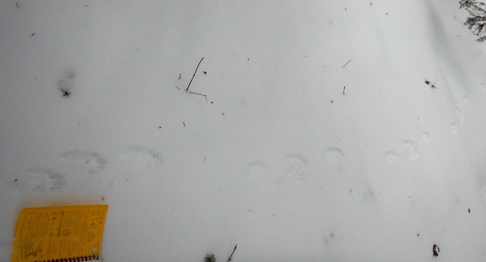 A fisher trackway in snow. The yellow notebook at bottom left is ~17 cm wide. The fisher moves mostly in a 3 x 4 lope. It was headed from left to right in the photo. The tracks are shallow, maybe only a centimeter deep.
