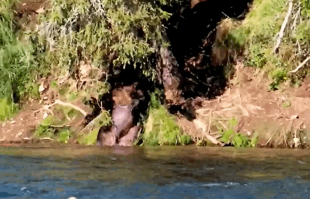 GIF of a large bear marking a tree. The bear has his back against a steep hill. His feet are in flowing water. He stands on his hind legs and pulls a branch down over his head.