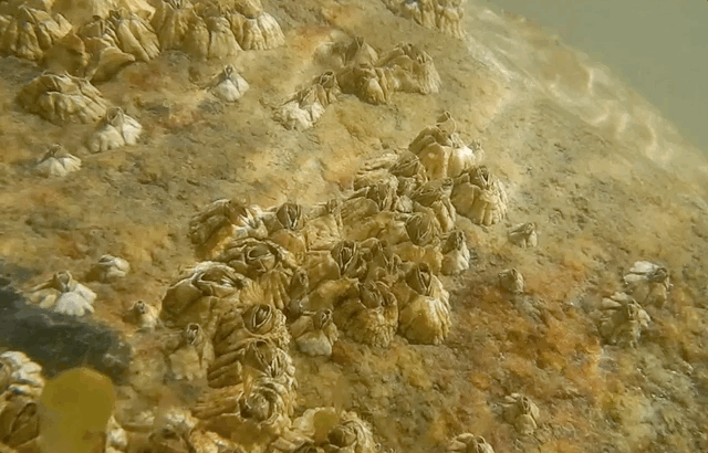 GIF from underwater video showing barnacles on a rock. The barnacles are open and filtering food from the water.