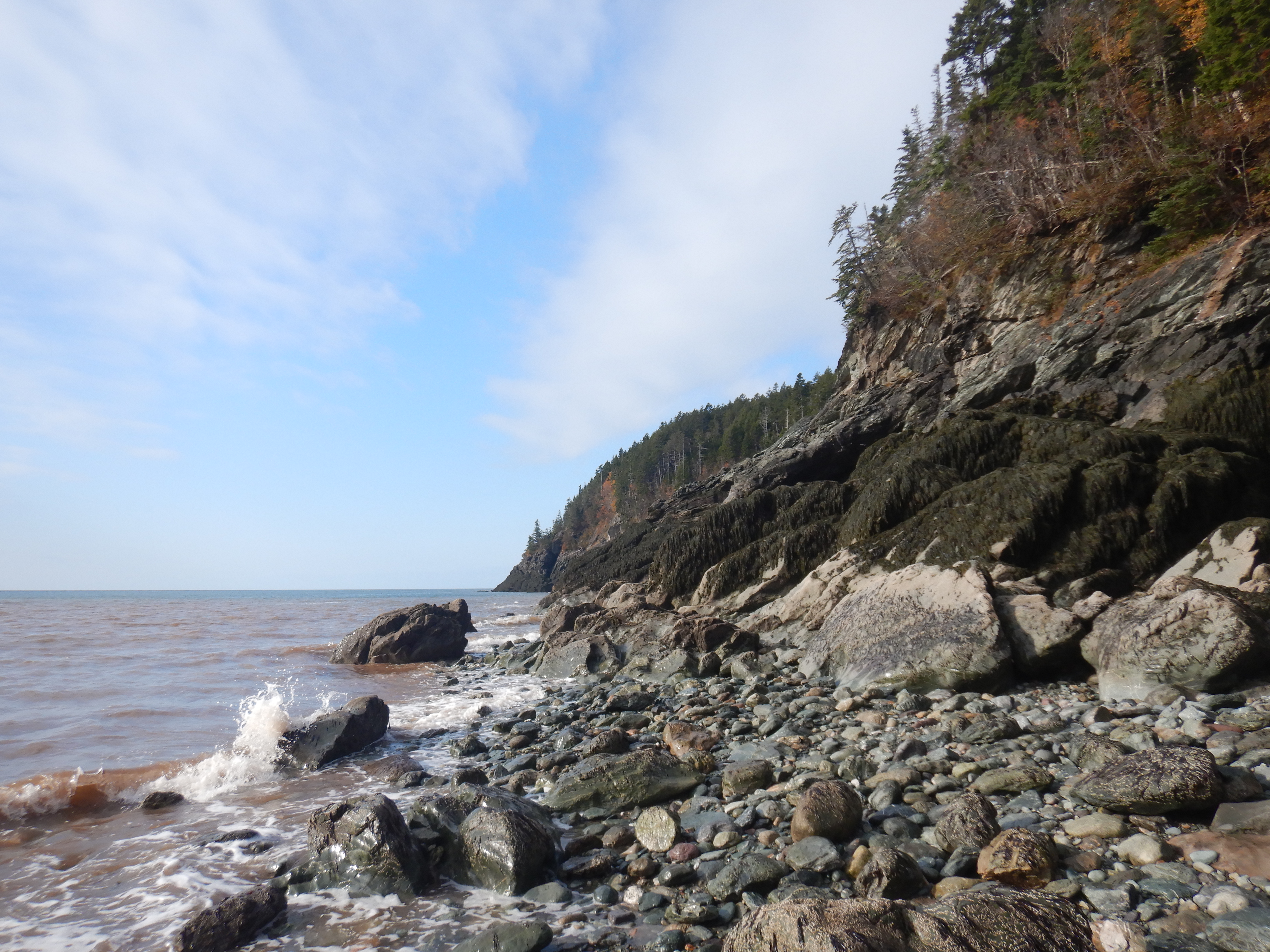 A rocky coastline with muddy water splashing against boulders at bottom center. Seaweed covered rocks lead upward to tall headlands with spruce trees at right.