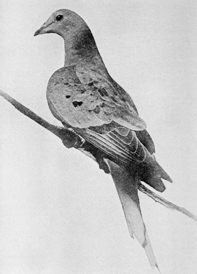 Black and white photo of a pigeon sitting on a branch. The bird is looking to the left and is facing away from the camera so we mostly see its back, left wing, and tail.