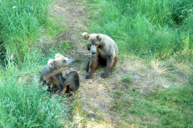 Two young, independent bears sit in grass near a river. The photo is taken from in front and above them.