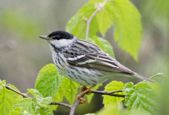 A warbler with a black cap, white cheeks, white wing bars, and a white breast streaked with black feathers stands on a birch twig with bright green leaves.
