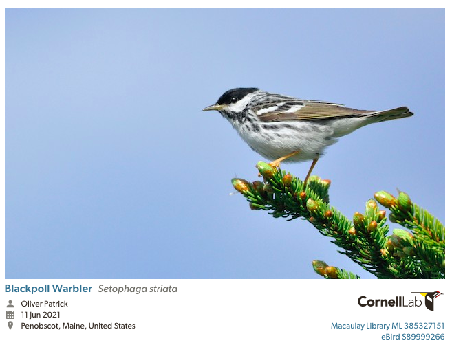 A warbler with a black cap, white cheeks, white wing bars, and a white breast streaked with black feathers stands on a spruce twig. Photo taken by Oliver Patrick. 11 Jun 2021. Penobscot, Maine, United States.