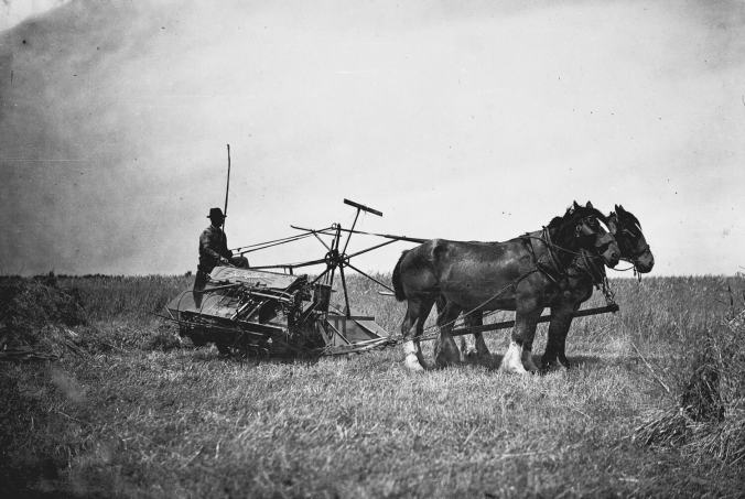 black and white photo of hay bailing machine. Two horses pull the machine to the right. A person stands on the rear of the machine. They are in an open field.