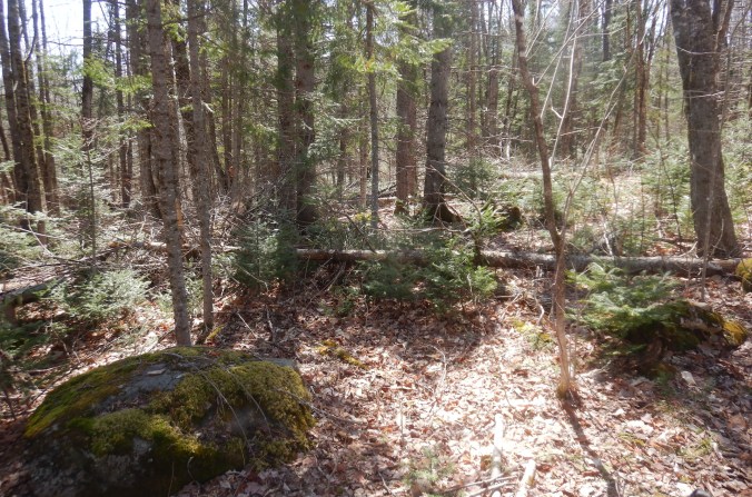 View of forest floor and lower parts of trees on sunny day. The trees are a mix of conifers and deciduous trees. There is a moss covered boulder at lower left.