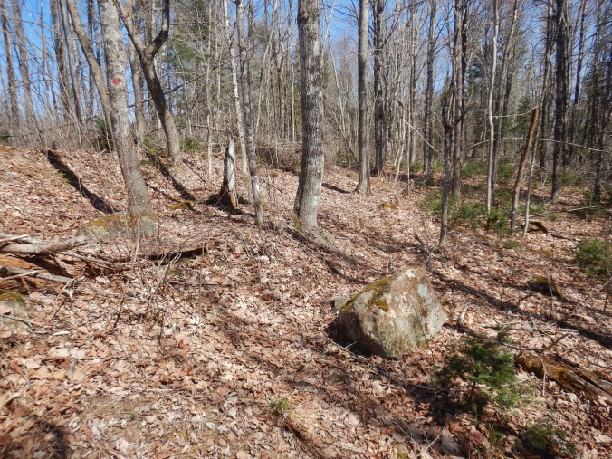 Deciduous forest on a sunny early spring day. The canopy is bare of leaves and there are no green plants sprouting from the ground.