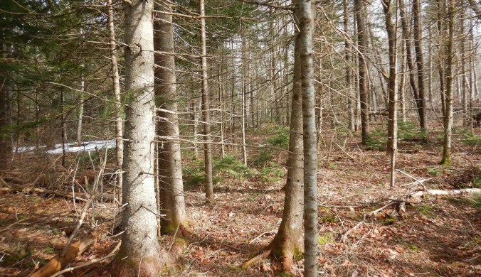 Forest view of trees, mostly fir trees growing on leaf covered ground. Most trees lack leaves on their lower branches and the ground is relatively flat without noticeable rocks.