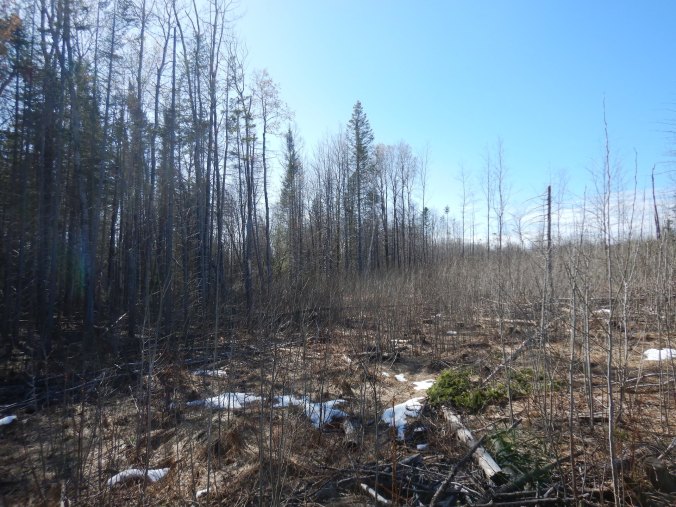 photo of intact forest at left. To the right is a recently cutover area with small saplings.