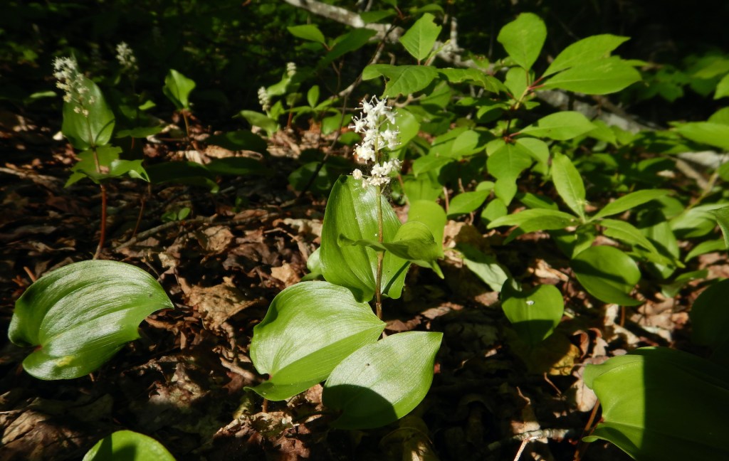 photo of wildflower plant. Flowers grow in a raceme above simple leaves.