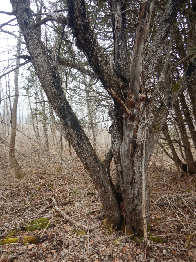 silhouette of multitrunked apple tree. Several trunks originate from the same point on the ground.