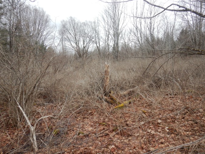 photo of shrub thicket. Dense tangle of bare, brown-gray branches fill the scene. A few scattered trees grow among the shrubs