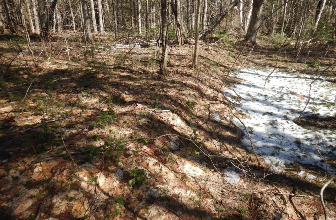 View of forest. Leaf litter is compacted and a patch of snow is visible at right. There is an abrupt drop in the soil surface at the middle of the photo.